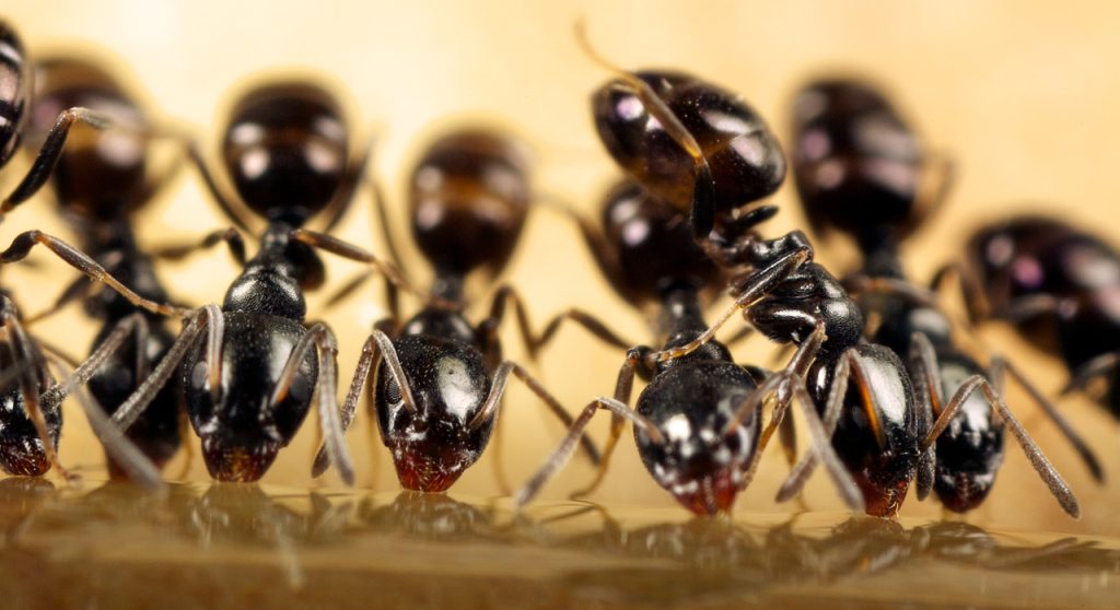 Formigas identificando câncer