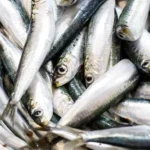 Anvisa suspende comercialização e uso de sardinha congelada da JMS após resultado microbiológico insatisfatório