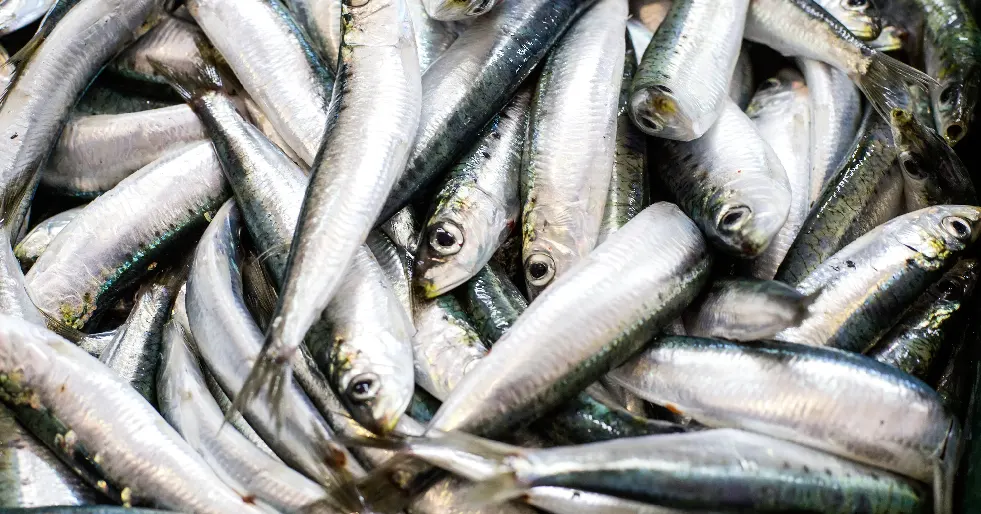 Anvisa suspende comercialização e uso de sardinha congelada da JMS após resultado microbiológico insatisfatório